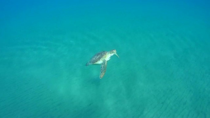 绿海龟 (Chelonia mydas) 游过沙质海底，红海，马萨阿拉姆，阿布·达巴布，埃及