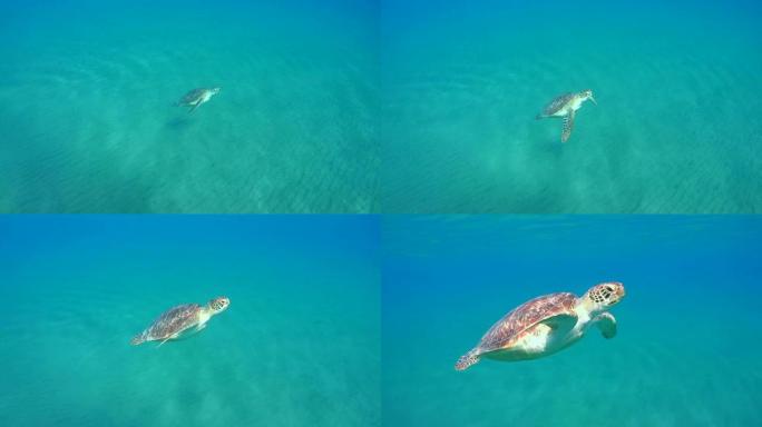 绿海龟 (Chelonia mydas) 游过沙质海底，红海，马萨阿拉姆，阿布·达巴布，埃及