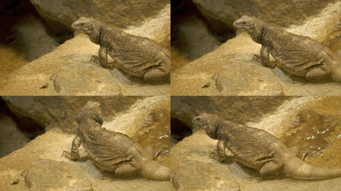 在岩石相机上向左的蜥蜴向右平移
