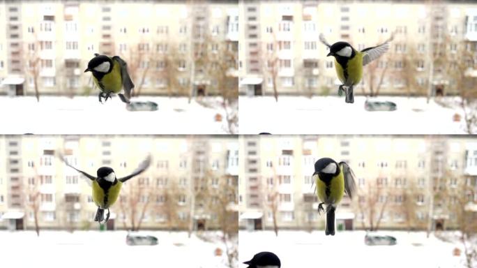 冬季慢动作山雀鸟
