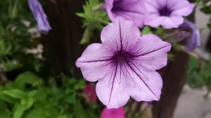 Ruellia tuberosa花的蜜蜂授粉