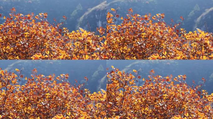 秋天的金树在蓝山背景之前