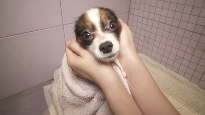 在浴室洗澡后用毛巾做的Papillon狗素材视频