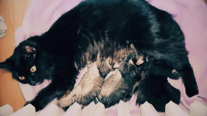 新生的黑色小猫从母亲那里吸奶