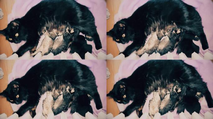 新生的黑色小猫从母亲那里吸奶