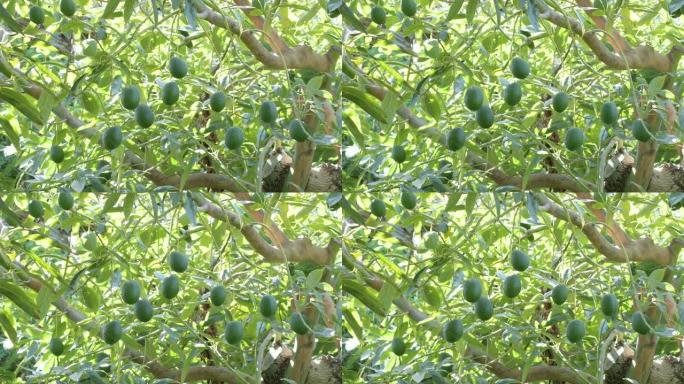 挂在鳄梨树上的天然哈斯鳄梨果实