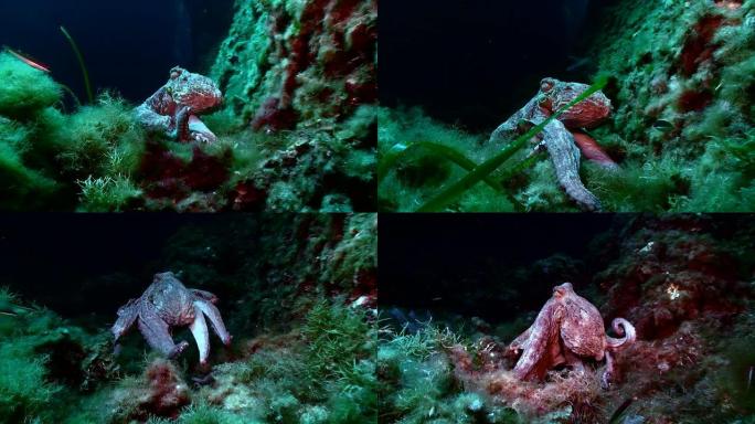 地中海章鱼
