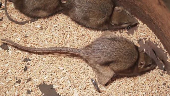 被感染的野生大鼠在慢动作的小麦谷物中挖洞