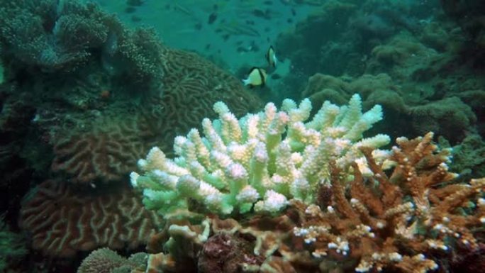 水下手指珊瑚健康与珊瑚白化并排