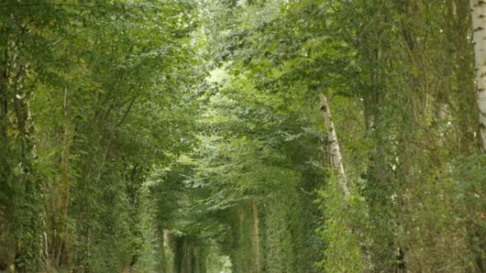 通过绿色森林慢速倾斜4K的长路径