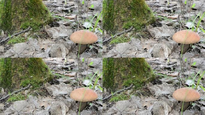 红帽蘑菇苔