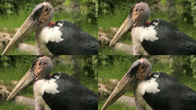 头和背马拉布鹳殡仪鸟