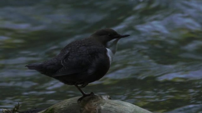 白喉北斗七星 (Cinclus cinclus)