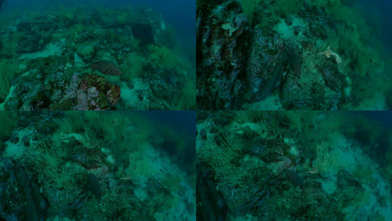 珍珠鸡河豚在海底珊瑚礁游泳