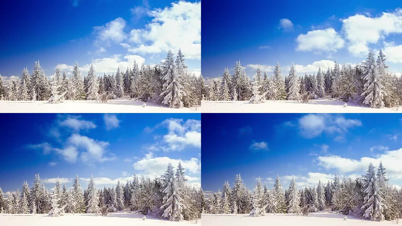 山区云杉高雪的冬季景观