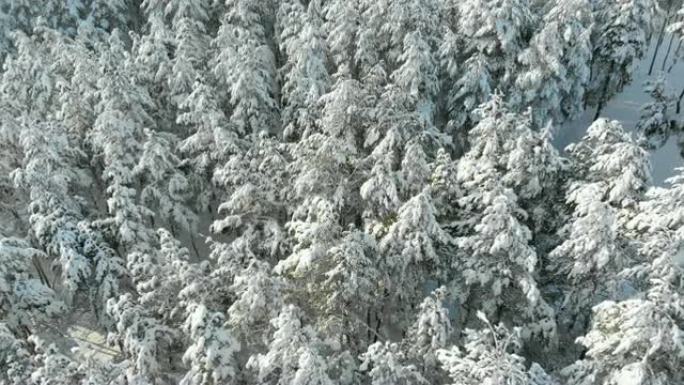 在阳光明媚的日子里，飞越冬季松树林的白雪皑皑的树顶
