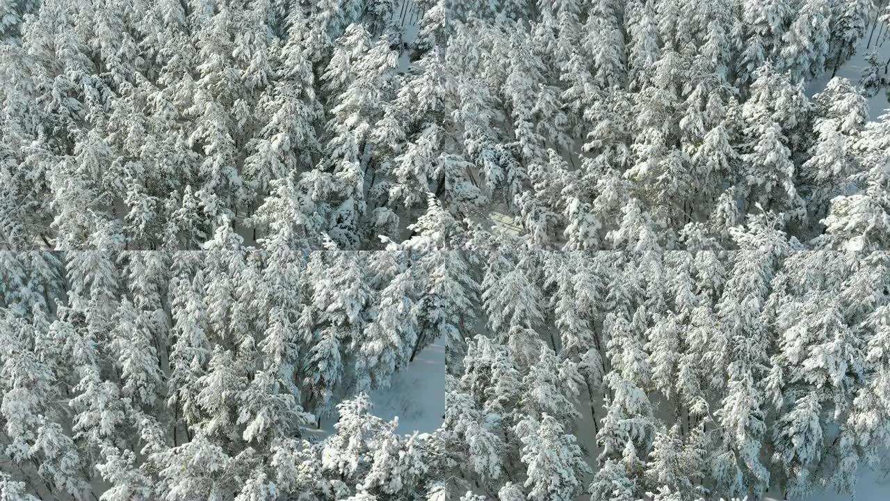 在阳光明媚的日子里，飞越冬季松树林的白雪皑皑的树顶