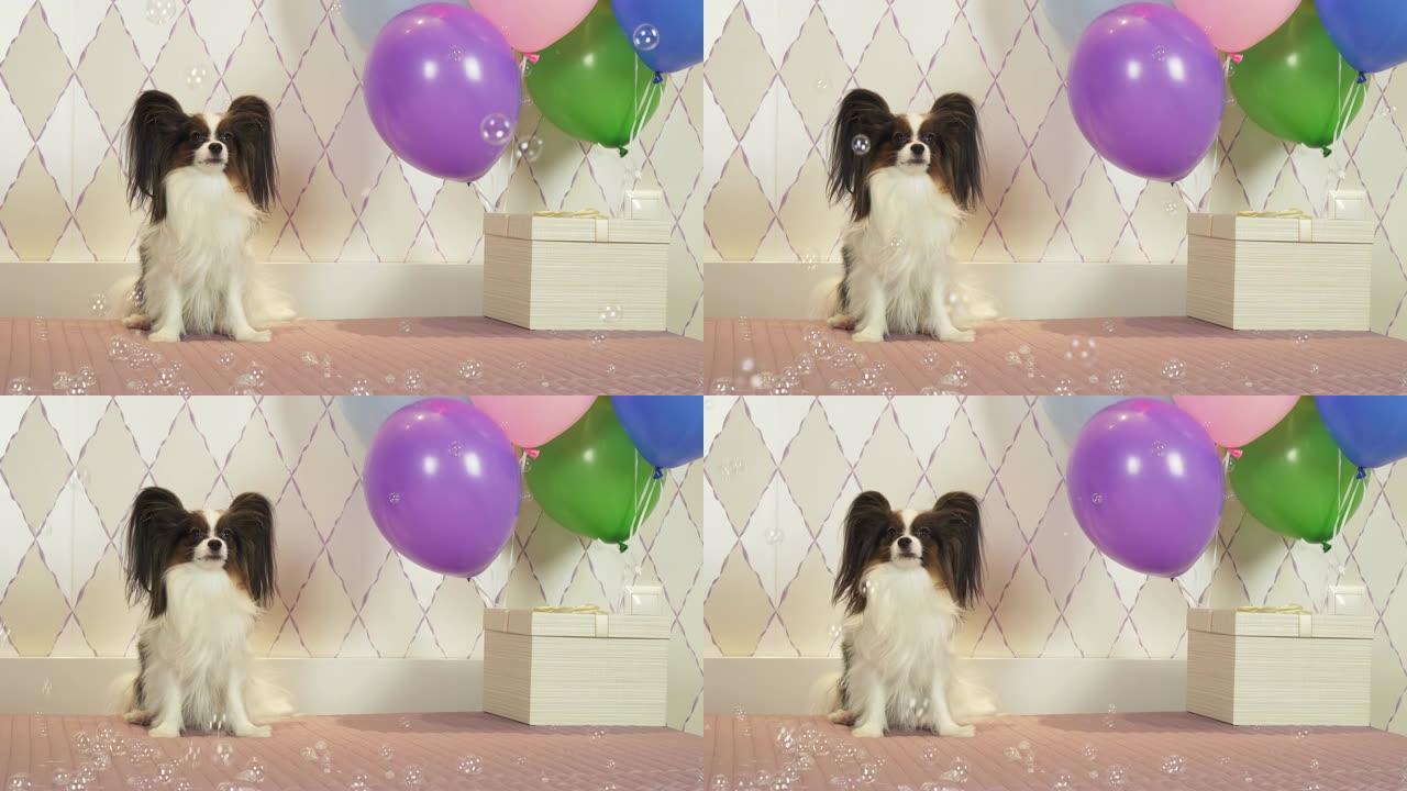 Papillon狗用礼物气球和肥皂泡庆祝生日视频