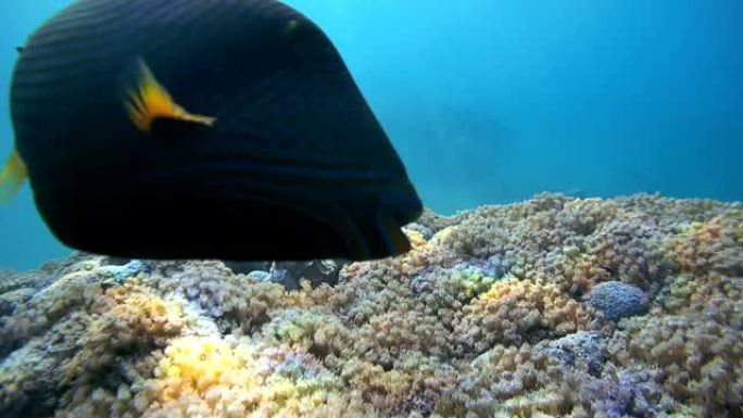 泰坦金龟鱼袭击了软珊瑚上的寄居蟹-阿布·达巴布，马萨·阿拉姆，红海，埃及，非洲