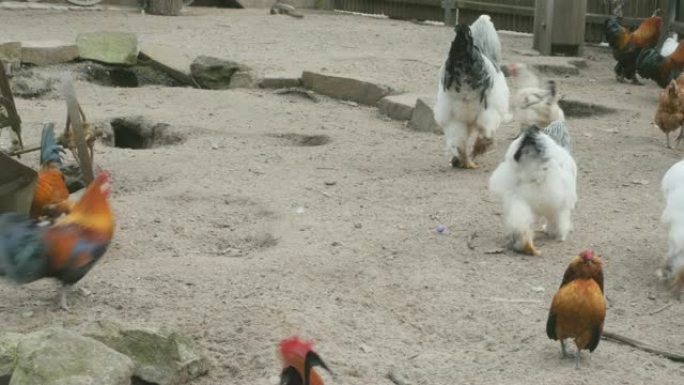 白公鸡走路和跑步