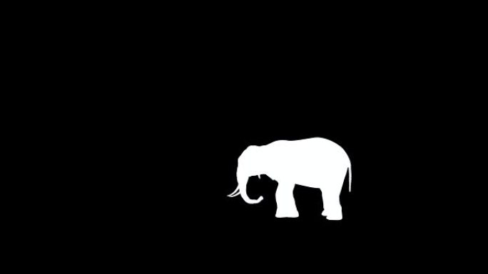 黑白背景上的3D大象动画。