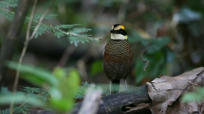 皮塔鸟: 成年雌性马来亚带状皮塔 (Hydrornis irena)