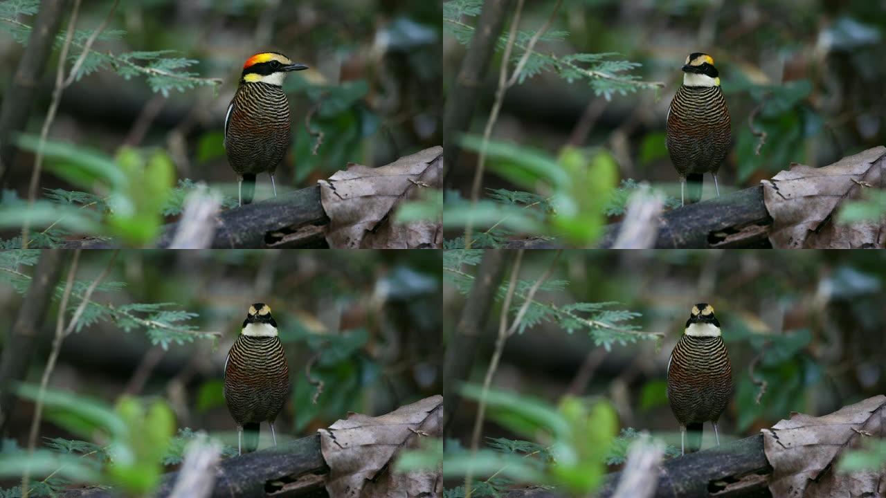 皮塔鸟: 成年雌性马来亚带状皮塔 (Hydrornis irena)