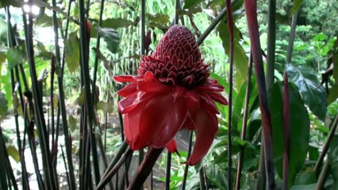 大溪地岛法属波利尼西亚的异国红花和植物。