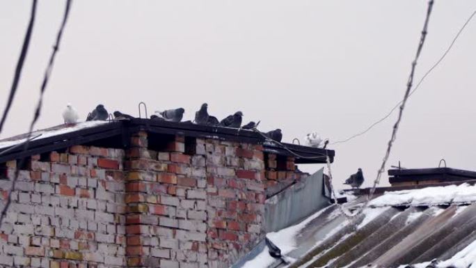 大房子屋顶特写上的鸽子