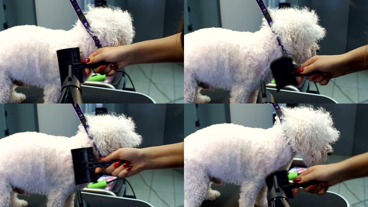 女人兽医在兽医诊所擦干狗的湿皮毛。