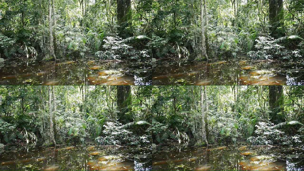 热带森林中的沼泽