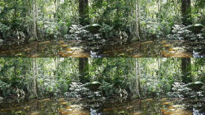 热带森林中的沼泽