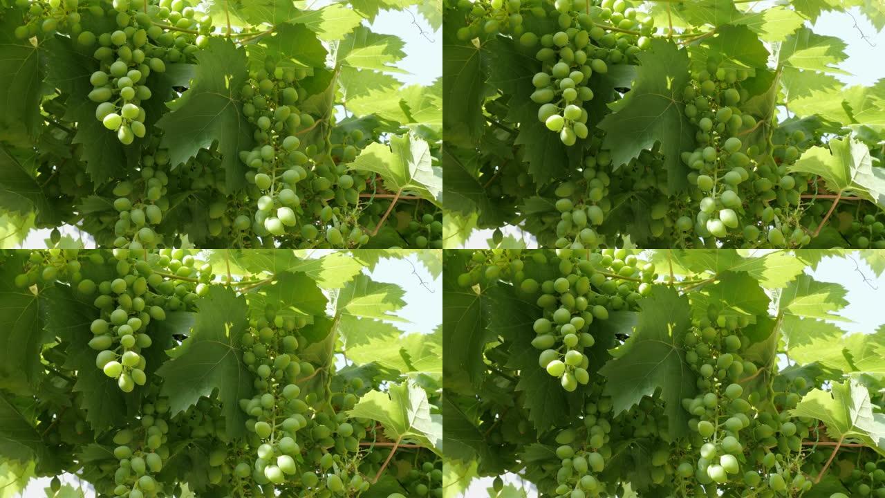 葡萄藤上的酿酒葡萄绿色水果背景4K 2160p 30fps超高清镜头-葡萄属幼树产品挂在葡萄藤上4K