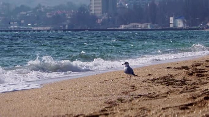 海鸥在海浪的沙滩上散步