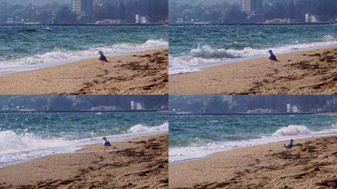 海鸥在海浪的沙滩上散步