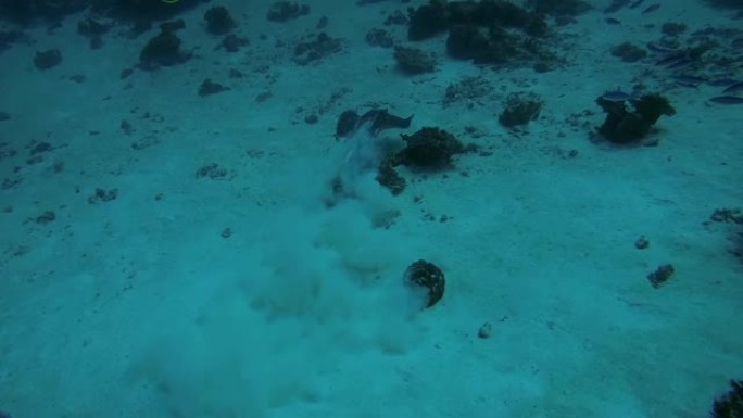 红树林whipray或白尾黄貂鱼 (Himantura granulata) 游过马尔代夫印度洋的沙