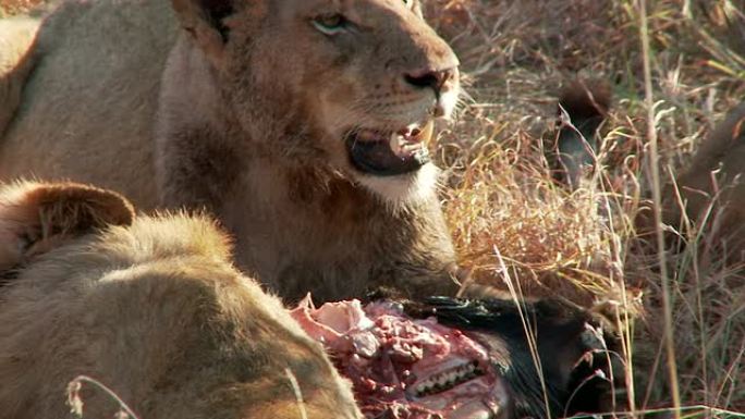 狮子警惕角马的杀戮