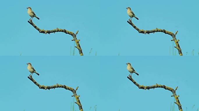 稀有的外来鸟类Isabelline Wheatear栖息在灌木树枝上。