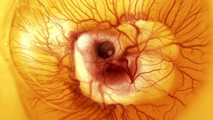 心跳和血液流经鸡蛋中的鸡胚中的血管