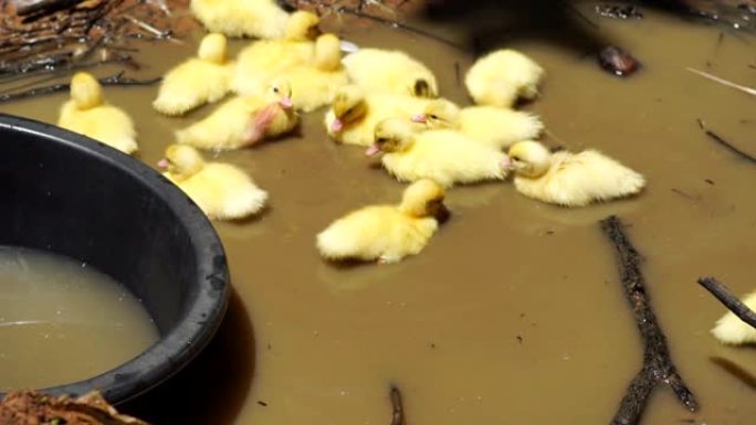 池塘边的黄色小鸭子。
