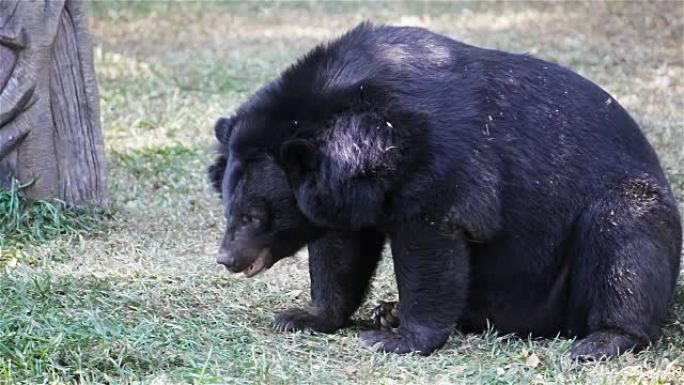 亚洲黑熊或西藏黑熊，科学名称为 “Ursus thibetanus”，在高清中躺下并放松