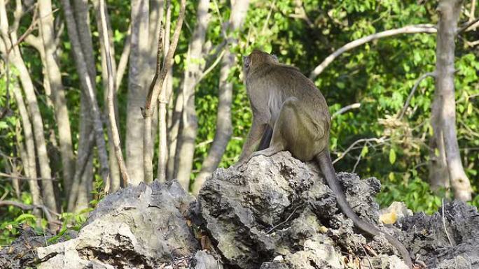 猴子坐在森林的一块岩石上
