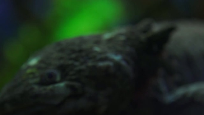 钝口螈，墨西哥蝾螈 (Ambystoma Mexicanum) 或墨西哥步行鱼，水族馆中的成年阶段，