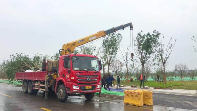 行道树 植树 道路绿化 绿化 城市绿化