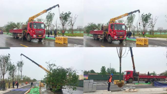 行道树 植树 道路绿化 绿化 城市绿化