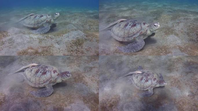 沙底上有remora鱼的年轻绿海龟-阿布·达巴布，马萨·阿拉姆，红海，埃及，非洲