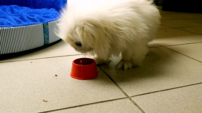 北京小狗吃碗里的饲料或肉。