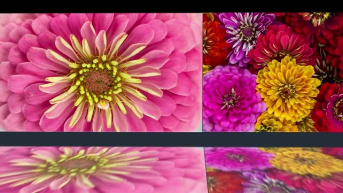 五颜六色的花朵背景。百日草雏菊绽放镜面水反射