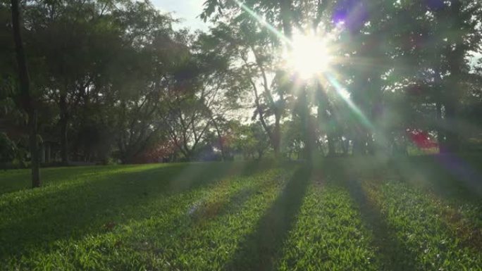 公园倾斜镜头中的阳光穿过树