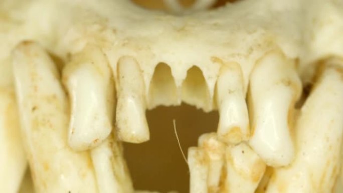 欧亚水獭的尖牙和尖牙在宏观拍摄中